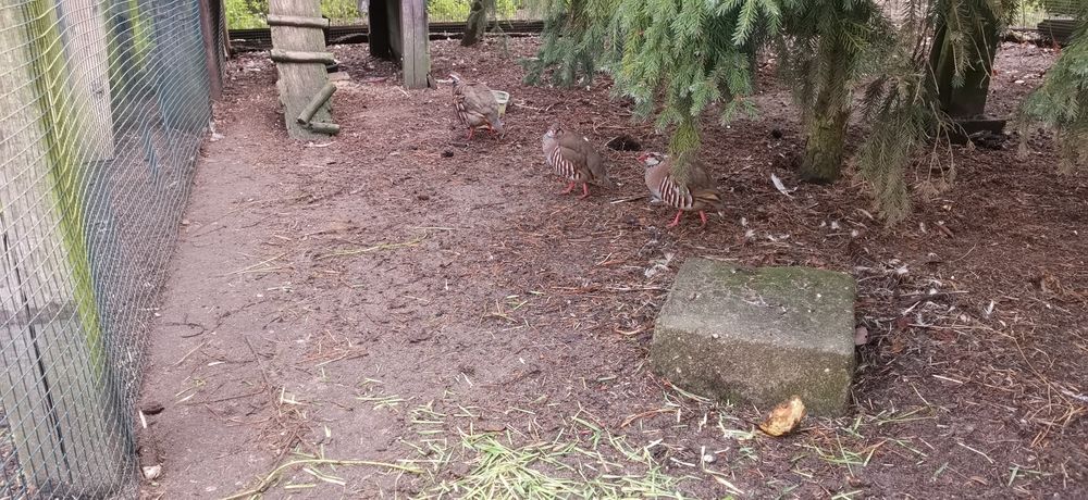 Kuropatwy czerwone i polne