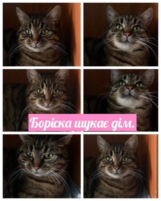 Котики і цуценя шукають дім