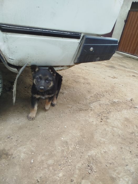 Овчарка, девочка