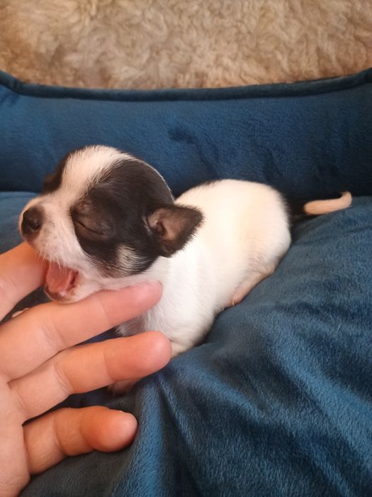Rezerwacja. Chihuahua XS  piesek  „ Dolar "