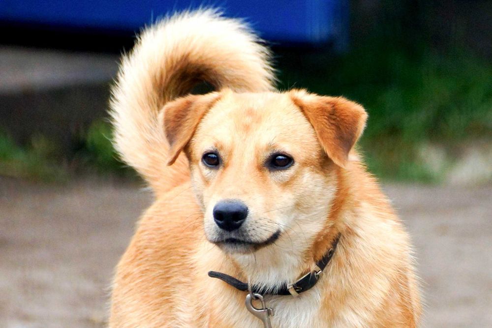 Foksik - rudy psiak czeka na dom