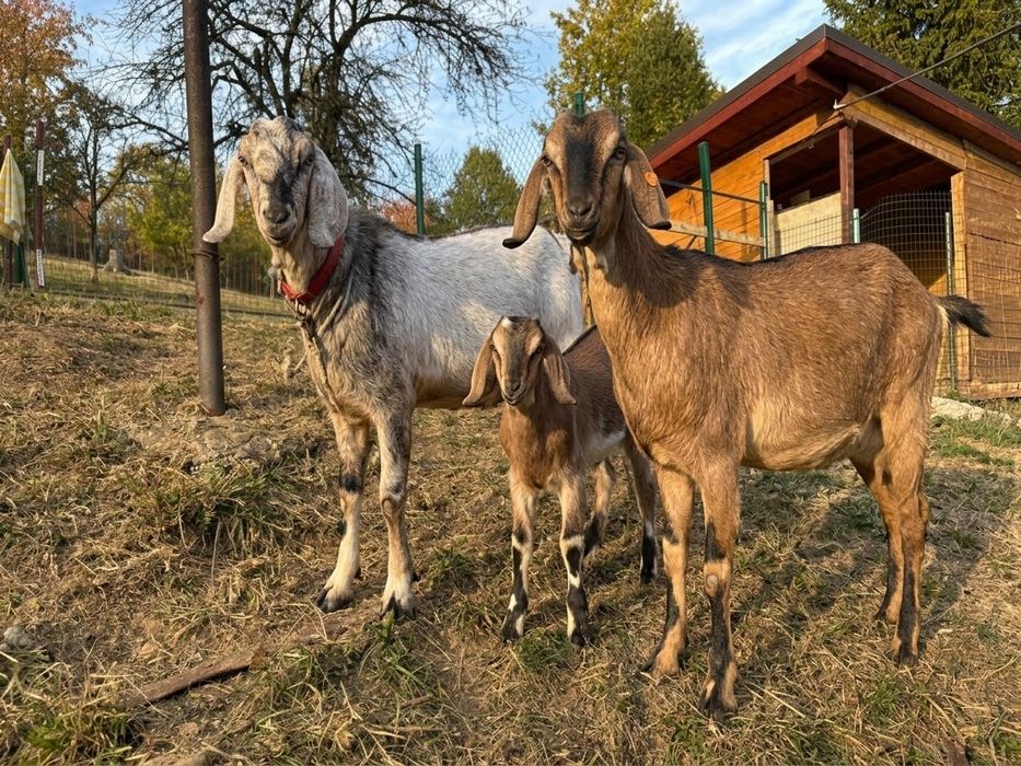 Kozioł cap anglonubijski