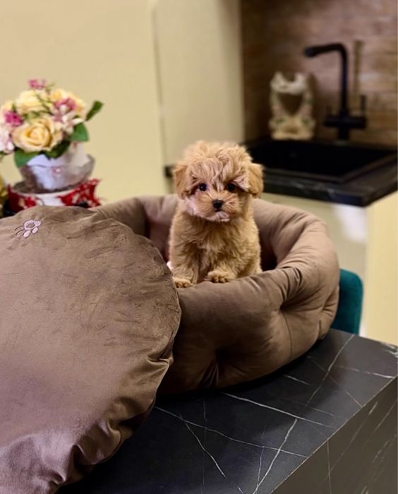 Міні карамельні цуценята мальтіпу. Найкрасивіші мальтіпу ф1