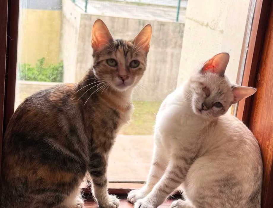 Gatinhas muito dóceis e inseparáveis para adoção CONJUNTA