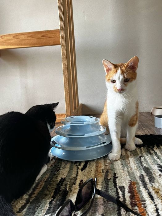 Kevin kot do adopcji