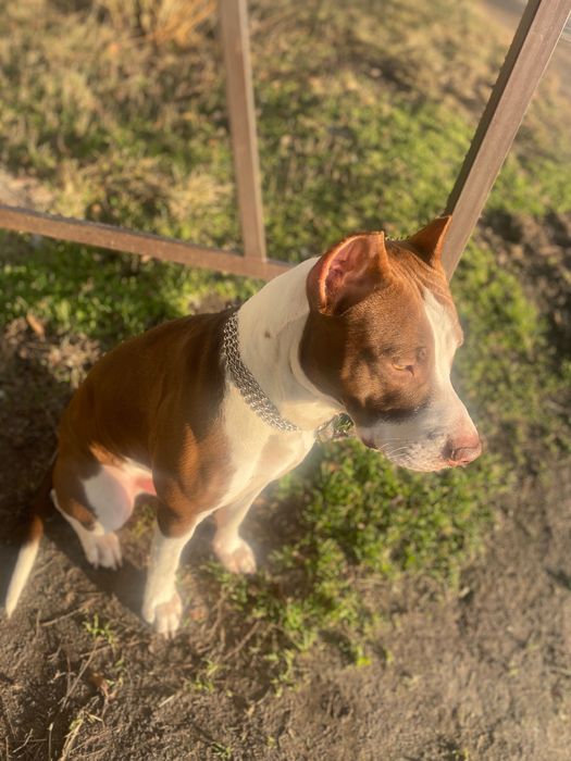 Піт буль Red Nose вʼязка