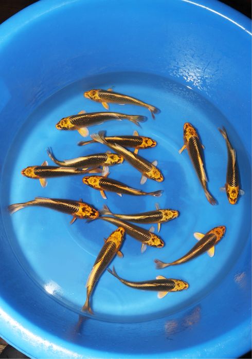 Продам карпов кои импорт с Японии