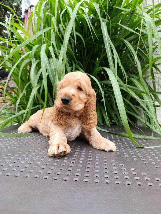 Cocker Spaniel Angielski
