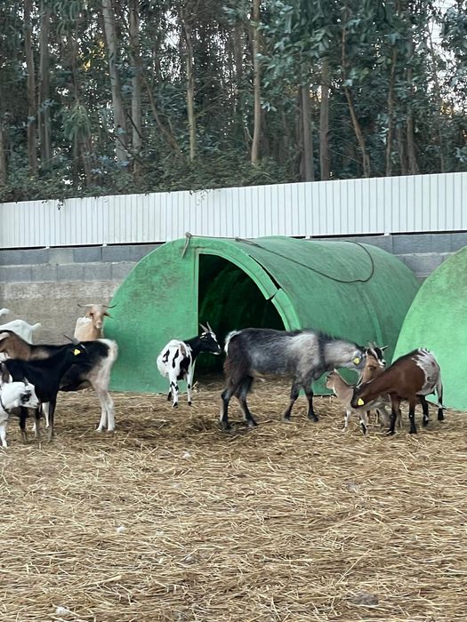 Vendo cabras de varias raças