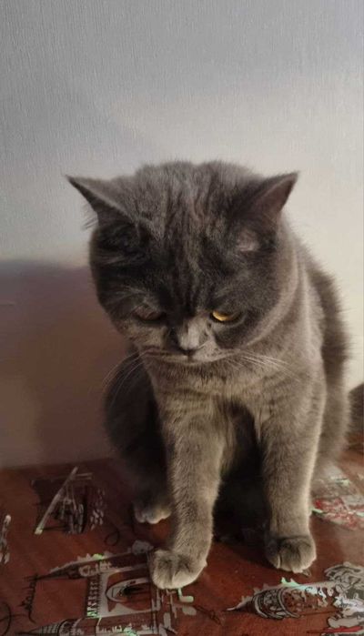 Вязка котів/ шукаємо нареченого для кішки