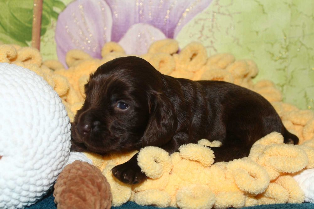 Щенки (цуценята) английского кокер спаниеля редкого шоколадного окраса