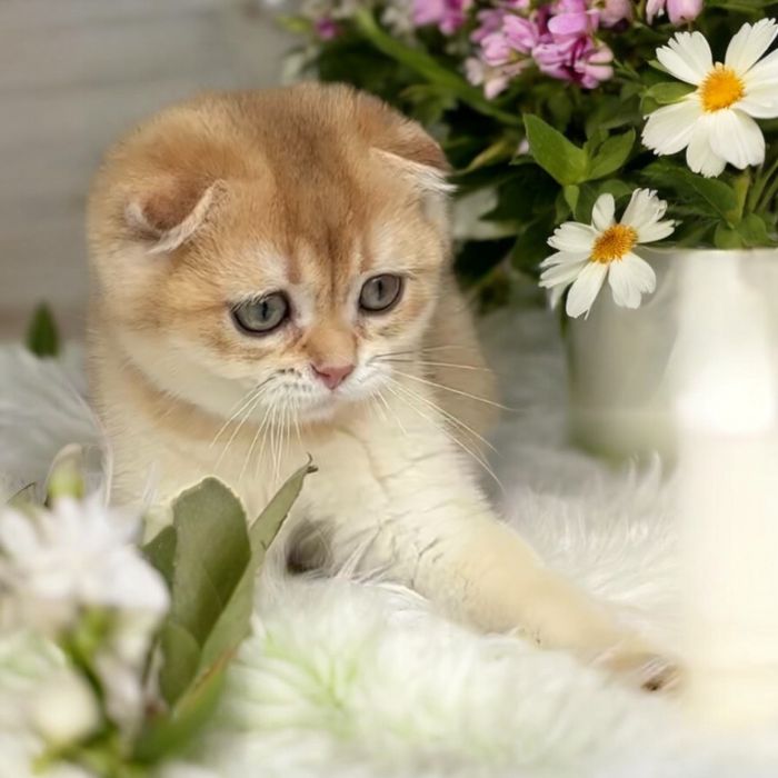 Дуже миле кошенятко Scottish fold