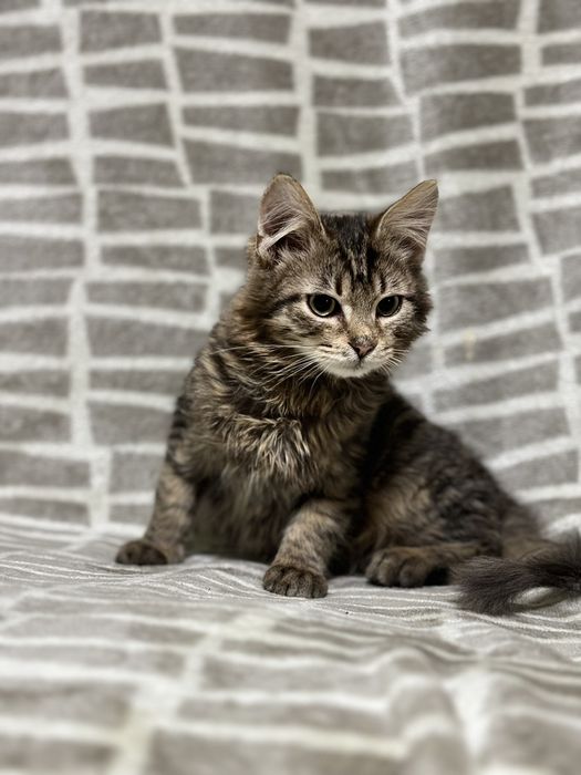 Кошеня хлопчик  2місяці