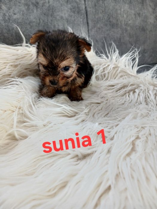 Sunia york z Rodowodem