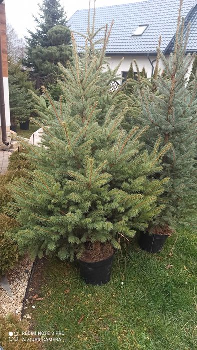 Choinki świąteczne świerk jodła