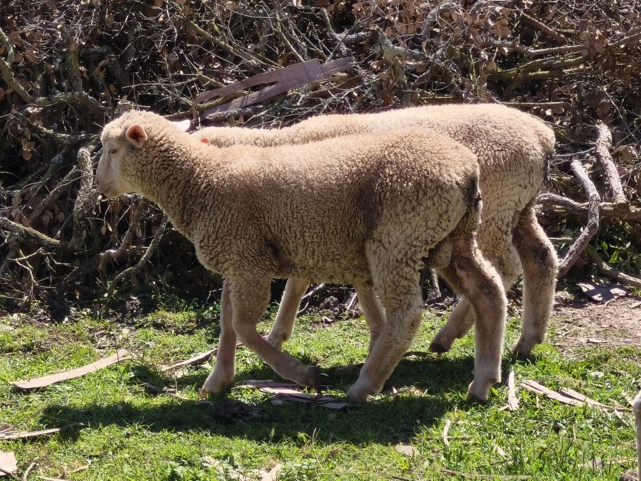 Borregos machos Ilê de france 6 meses
