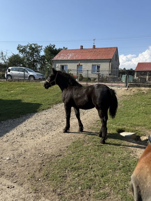 Źrebica zimnokrwista