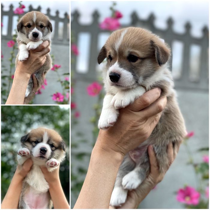 Цуценята Вельш Коргі Пемброк