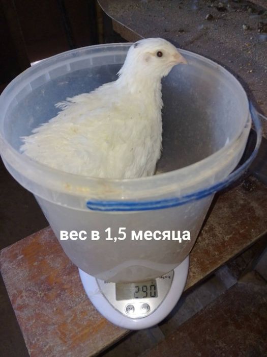 инкубационные яйца и суточные цыплята перепелок