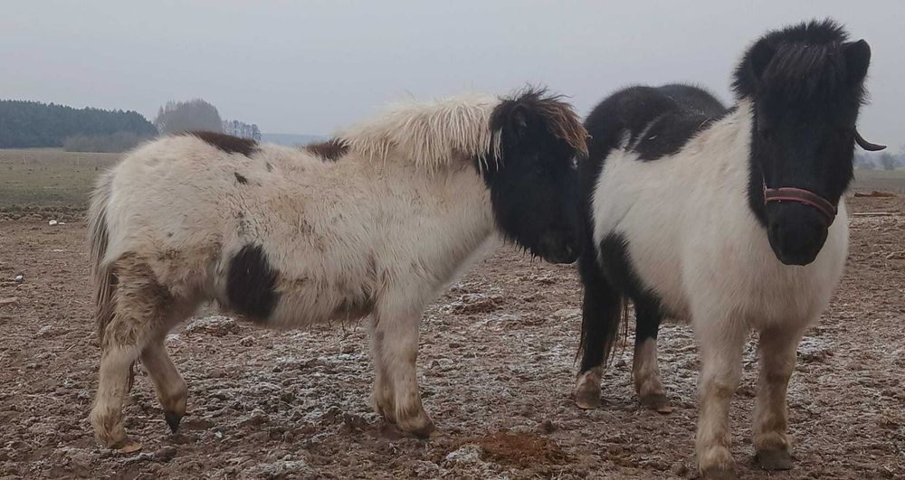 Kuc szetlandzki - 8 miesięcy