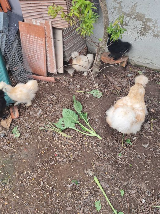 Ovos Sedosas do Japao Barbudas