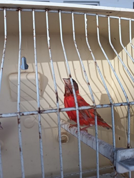Vendo cardinalitos.