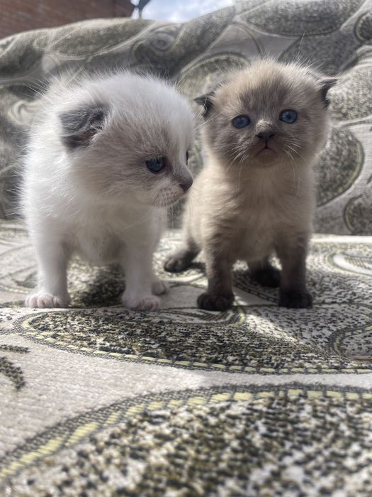 Вісловухі котики