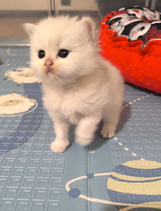 Kot brytyjski Srebrny