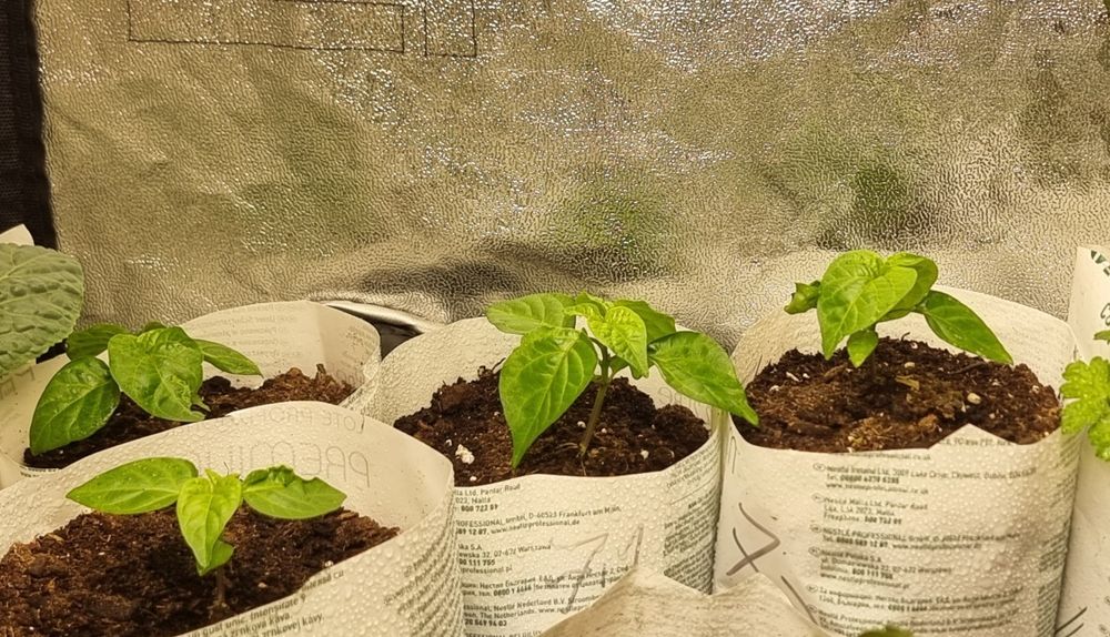 California Reaper (mudas).