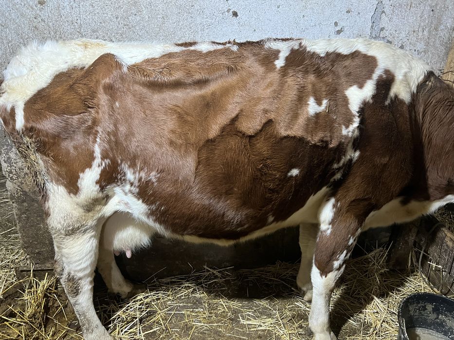 коровы на молоко