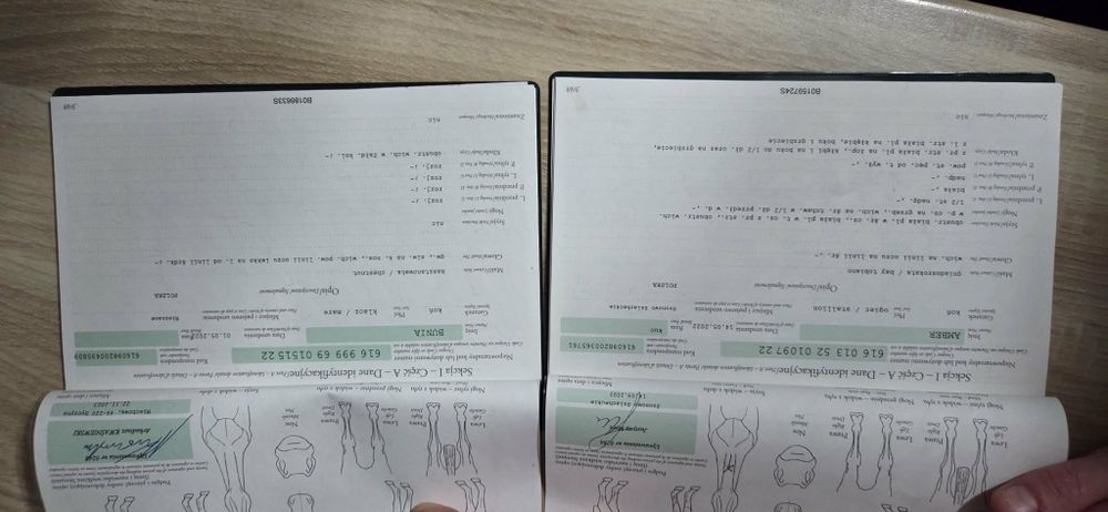 Kucyki  szetlandzkie