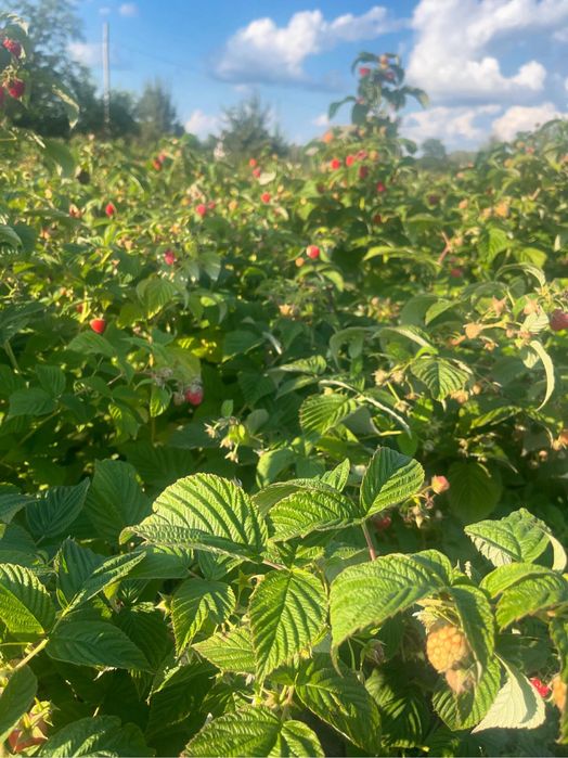 Саджанці малини різних сортів