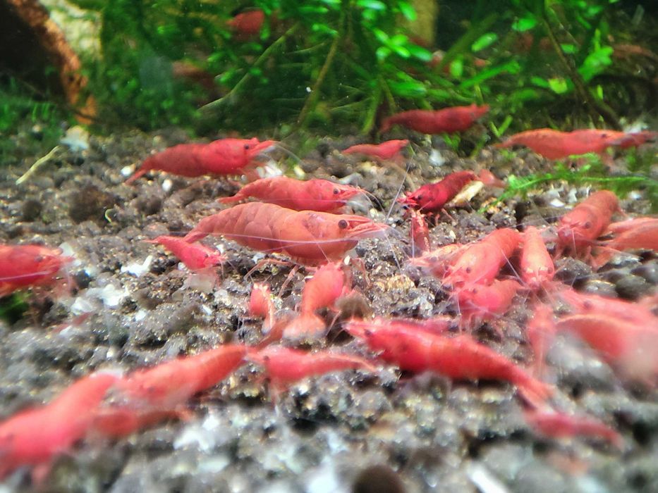 Krewetki neocaridina Sakura Red