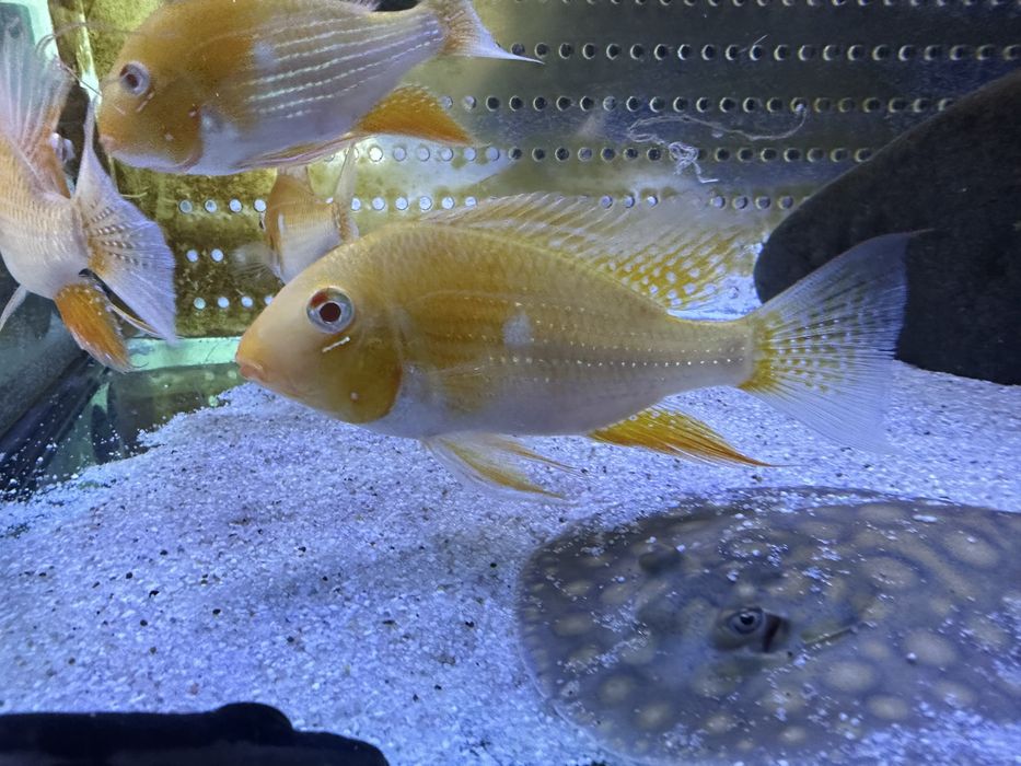 2 Acarichthys heckelii