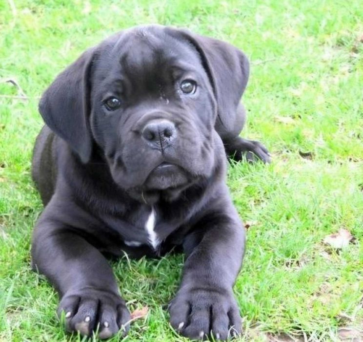 Cane corso Italiano TOP