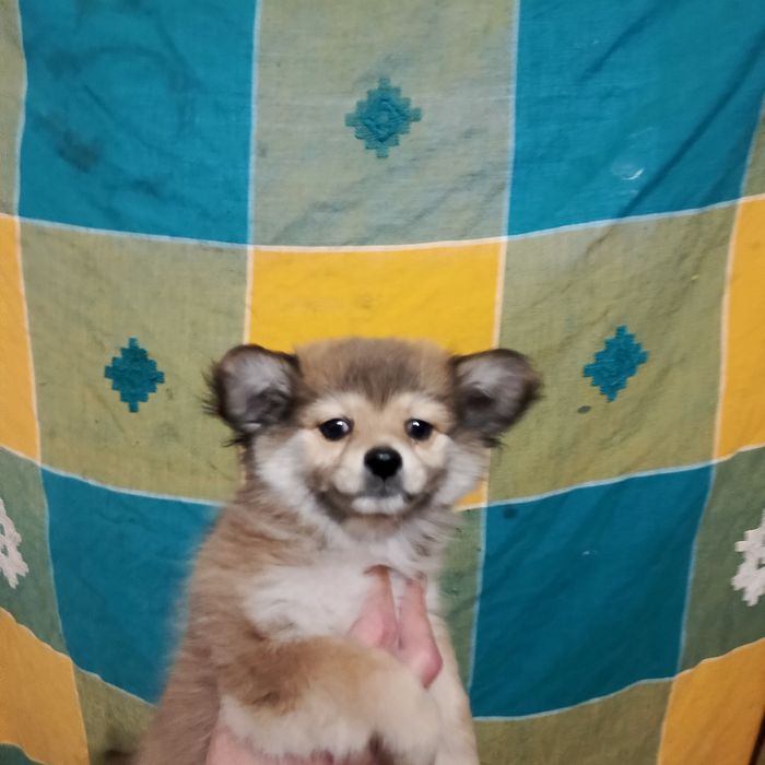 Девочка шпіц оранж