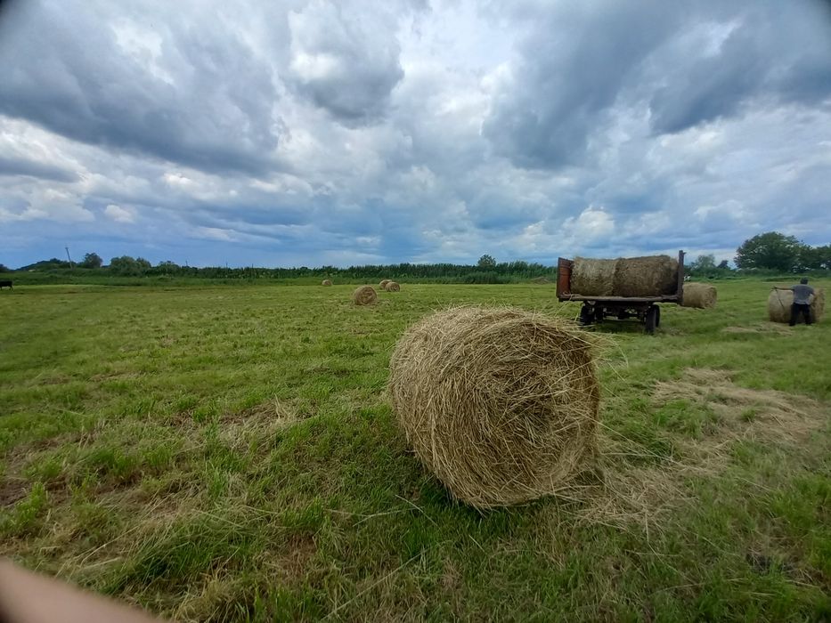 Продам сіно свіже в круглих тюках 2026г