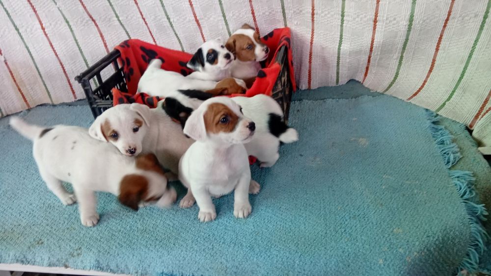 Jeak russel terrier macho