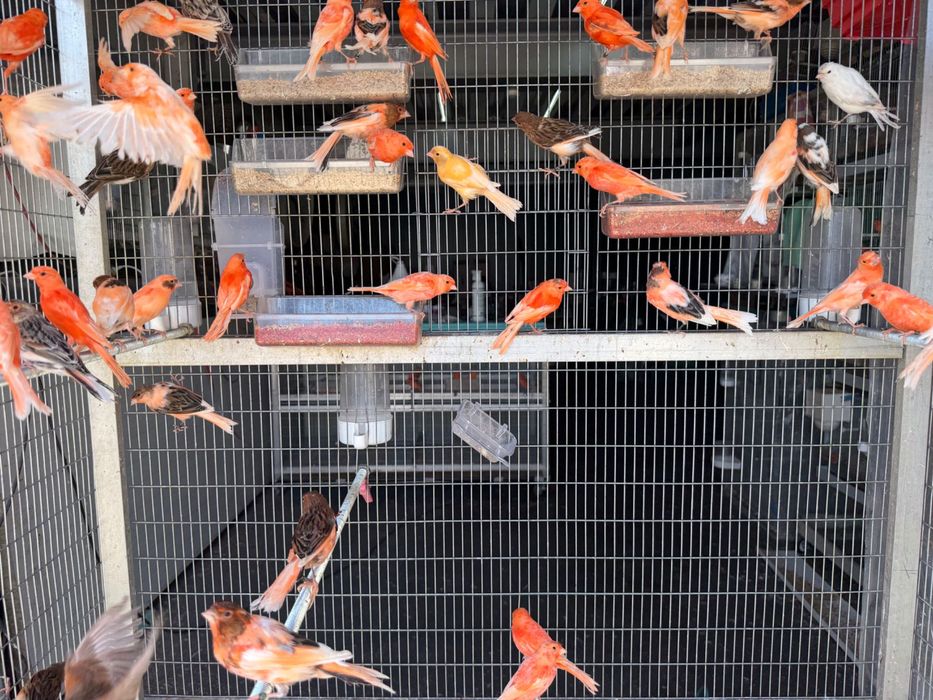 Canários novos e reprodutores