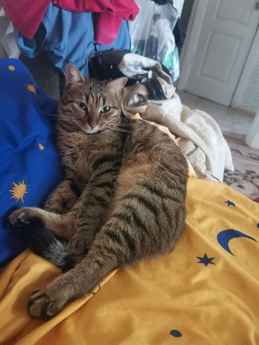 КОШАНЯ домашняя воспитанная  ищет добрых людей на ПередержкуилиВсегда