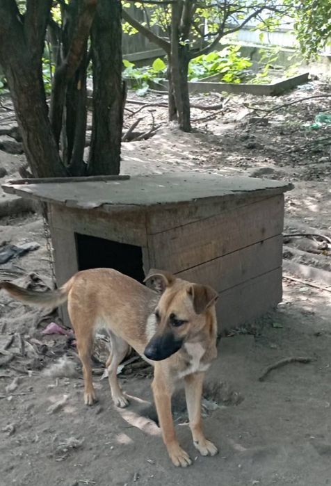 Гарні охоронниці, в хороші руки, дівчата