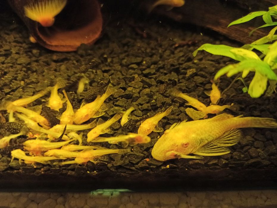 Zbrojniki niebieski glonojad zwykly