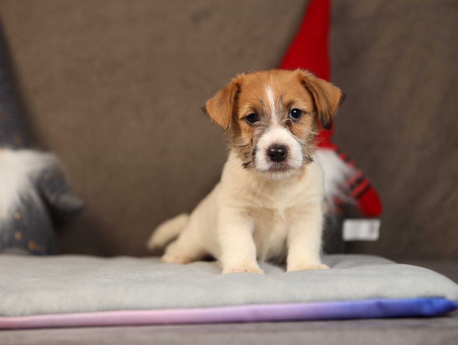 suczka Jack Russell terrier ZKWP/FCI szorstkowłosa po Championach