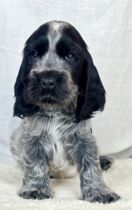 Cocker spaniel angielski Samiec blue roan