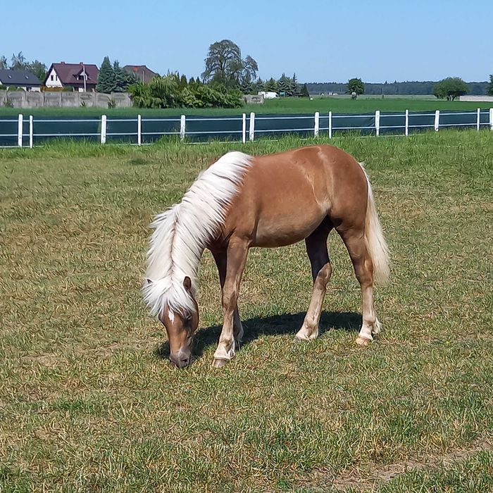 Stanowka krycie ogierem rasy haflinger Bary