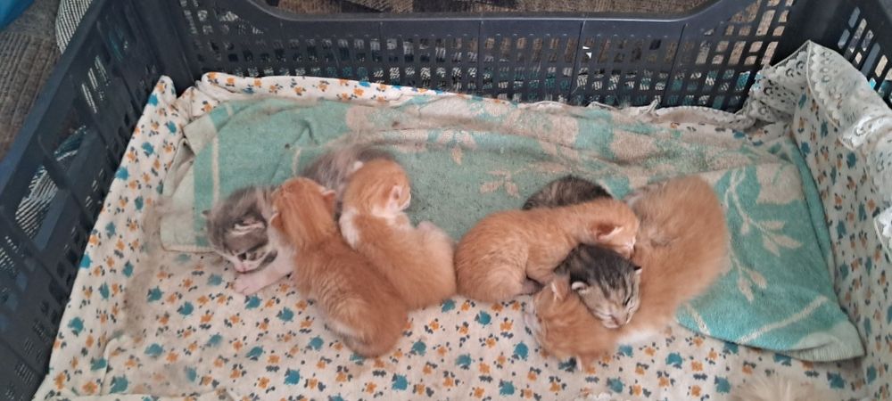 Віддам в гарні рученята котят