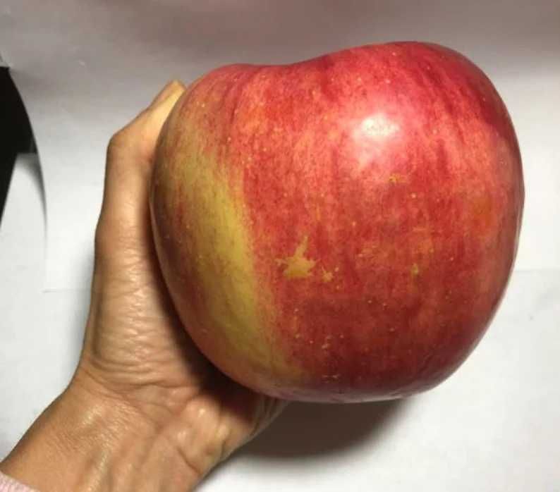 Macieira de maças GIGANTES - As maiores do mundo