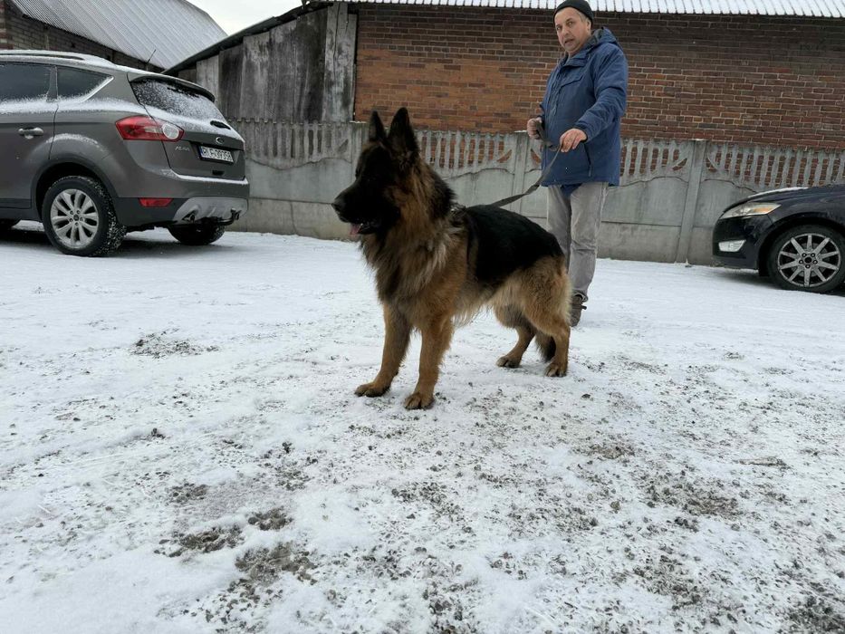 Owczarek niemiecki długowłosy