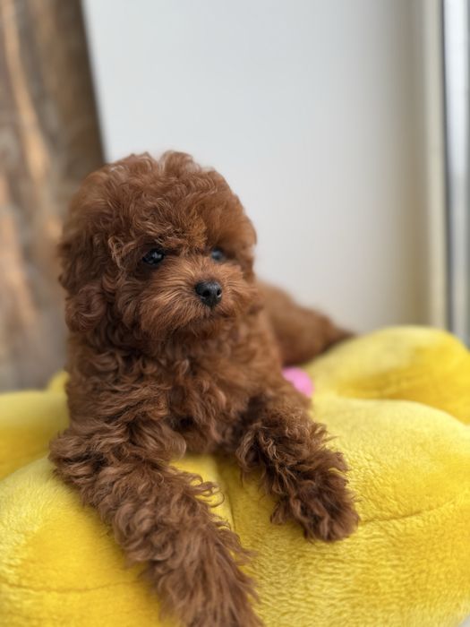 Той пудель тікап, Китай