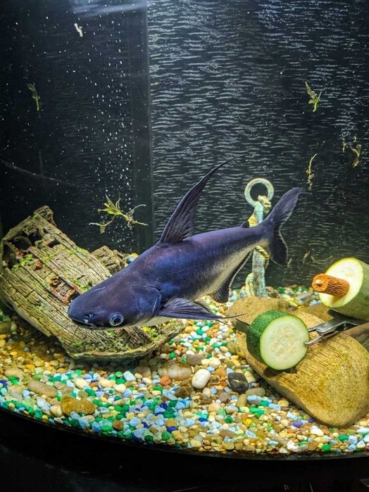 Troco Pangasius por Casal de Óscares adultos